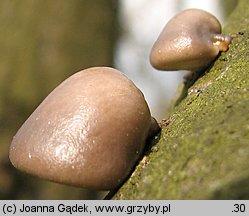 Pleurotus calyptratus (boczniak topolowy)