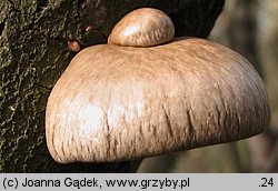 Pleurotus calyptratus (boczniak topolowy)