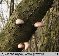 Pleurotus calyptratus (boczniak topolowy)