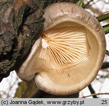 Pleurotus calyptratus (boczniak topolowy)