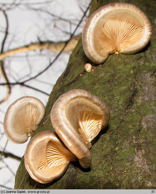 Pleurotus calyptratus (boczniak topolowy)