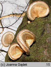 Pleurotus calyptratus (boczniak topolowy)