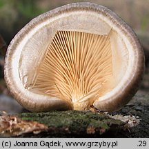 Pleurotus calyptratus (boczniak topolowy)