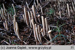 Clavariadelphus ligula (buławka spłaszczona)