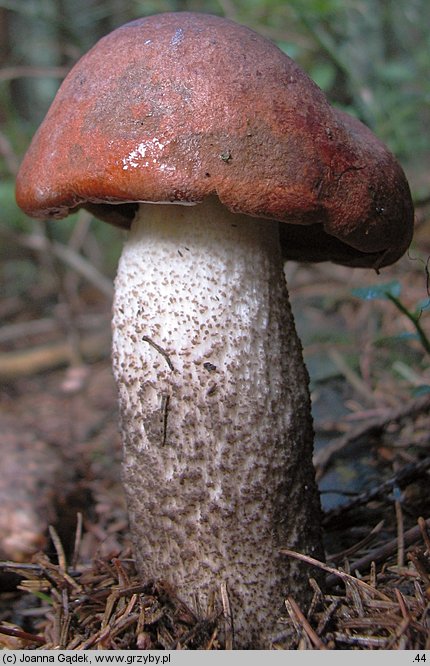 Leccinum piceinum (koźlarz świerkowy)