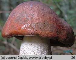 Leccinum piceinum (koźlarz świerkowy)