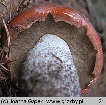 Leccinum piceinum (koźlarz świerkowy)