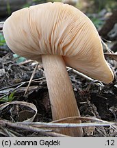 Melanoleuca cognata (ciemnobiałka płowa)