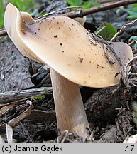 Melanoleuca cognata (ciemnobiałka płowa)