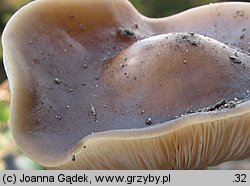 Melanoleuca cognata (ciemnobiałka płowa)