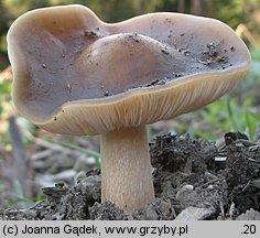 Melanoleuca cognata (ciemnobiałka płowa)