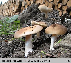 Melanoleuca cognata (ciemnobiałka płowa)