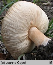 Melanoleuca cognata (ciemnobiałka płowa)