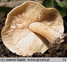 Melanoleuca cognata (ciemnobiałka płowa)