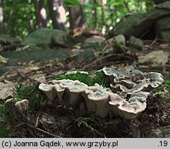 Phellodon confluens (korkoząb pozrastany)