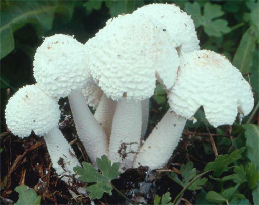 Leucocoprinus cretaceus