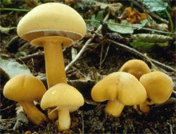 Phaeolepiota aurea (aksamitkówka złota)