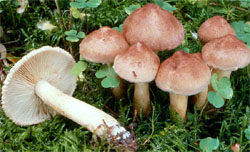 Tricholoma vaccinum (gąska krowia)