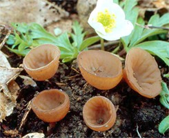 Dumontinia tuberosa (sklerotka bulwiasta)