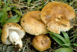 Russula grata (gołąbek gorzkomigdałowy)