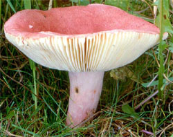 Russula sanguinea (gołąbek krwisty)