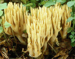 Ramaria eumorpha (koralówka sosnowa)