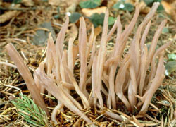 Clavaria purpurea (goździeniec purpurowy)