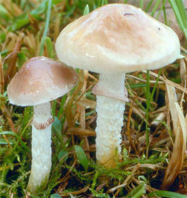 Stropharia inuncta (pierścieniak kruchaweczkowaty)