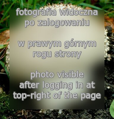 Cortinarius violaceus (zasłonak fioletowy)