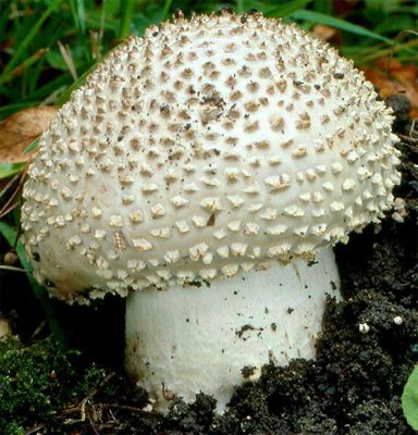 Cortinarius violaceus ssp. violaceus (zasłonak fioletowy typowy)