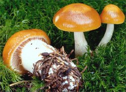Thaxterogaster vibratilis (zasłonak piekący)