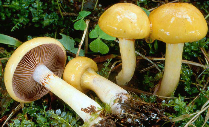 Cortinarius delibutus (zasłonak błękitnoblaszkowy)