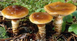 Cortinarius trivialis (zasłonak pospolity)