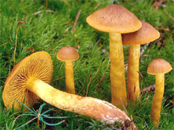 Cortinarius cinnamomeus (zasłonak cynamonowy)