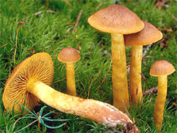 Cortinarius cinnamomeus (zasłonak cynamonowy)