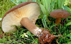 Russula sanguinea (gołąbek krwisty)