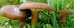 Russula sanguinea (gołąbek krwisty)