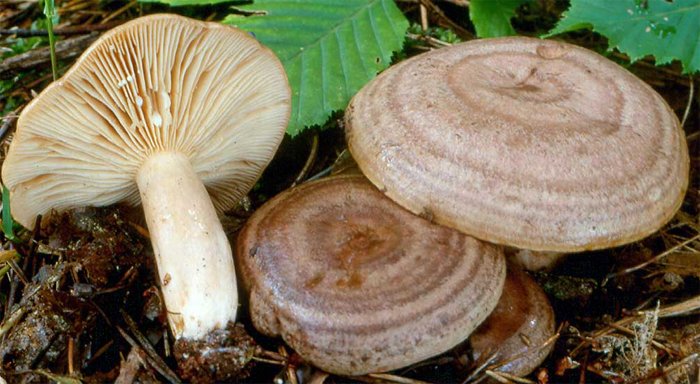 Lactarius circellatus (mleczaj dębowo-grabowy)