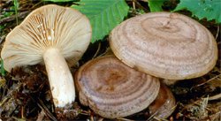 Lactarius circellatus (mleczaj dębowo-grabowy)