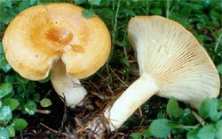 Lactarius porninsis (mleczaj modrzewiowy)