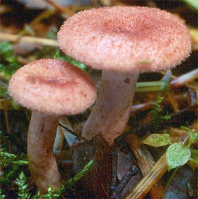 Lactarius spinosulus (mleczaj łuseczkowaty)