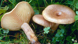 Lactarius pyrogalus (mleczaj leszczynowy)