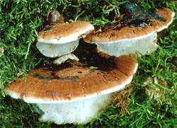 Ischnoderma resinosum (smolucha bukowa)