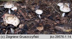 Psathyrella cotonea (kruchaweczka brudnobiała)