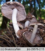 Psathyrella cotonea (kruchaweczka brudnobiała)