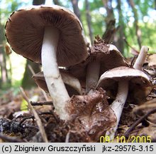 Psathyrella cotonea (kruchaweczka brudnobiała)