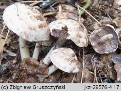 Psathyrella cotonea (kruchaweczka brudnobiała)