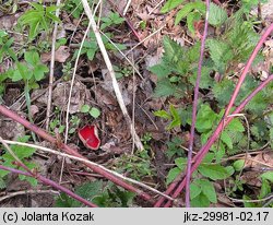 Sarcoscypha jurana