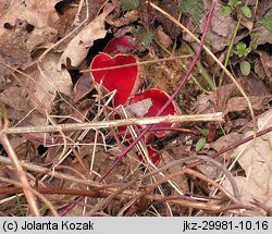 Sarcoscypha jurana