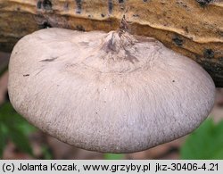 Pleurotus calyptratus (boczniak topolowy)